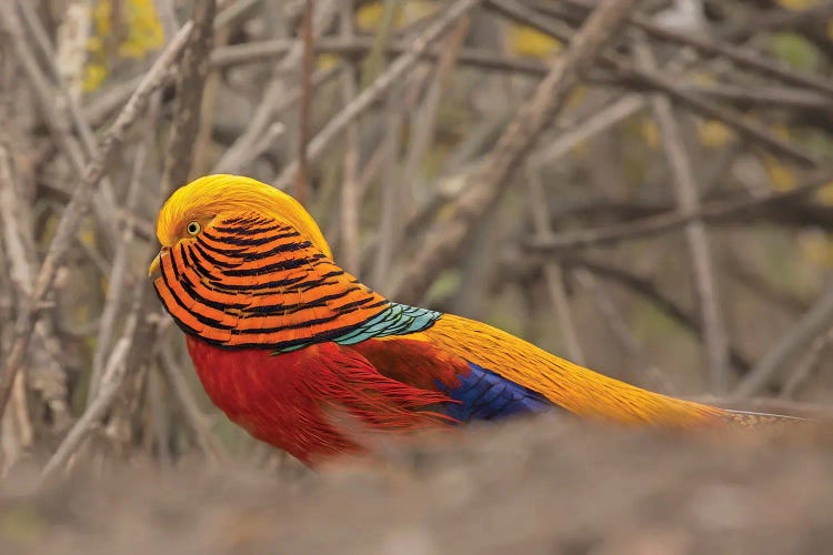 Hiding Colorful Peacock