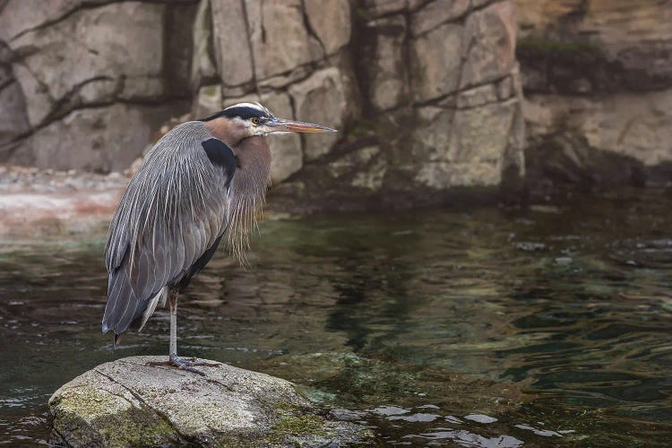Heron On The Rocks by Louis Ruth wall art