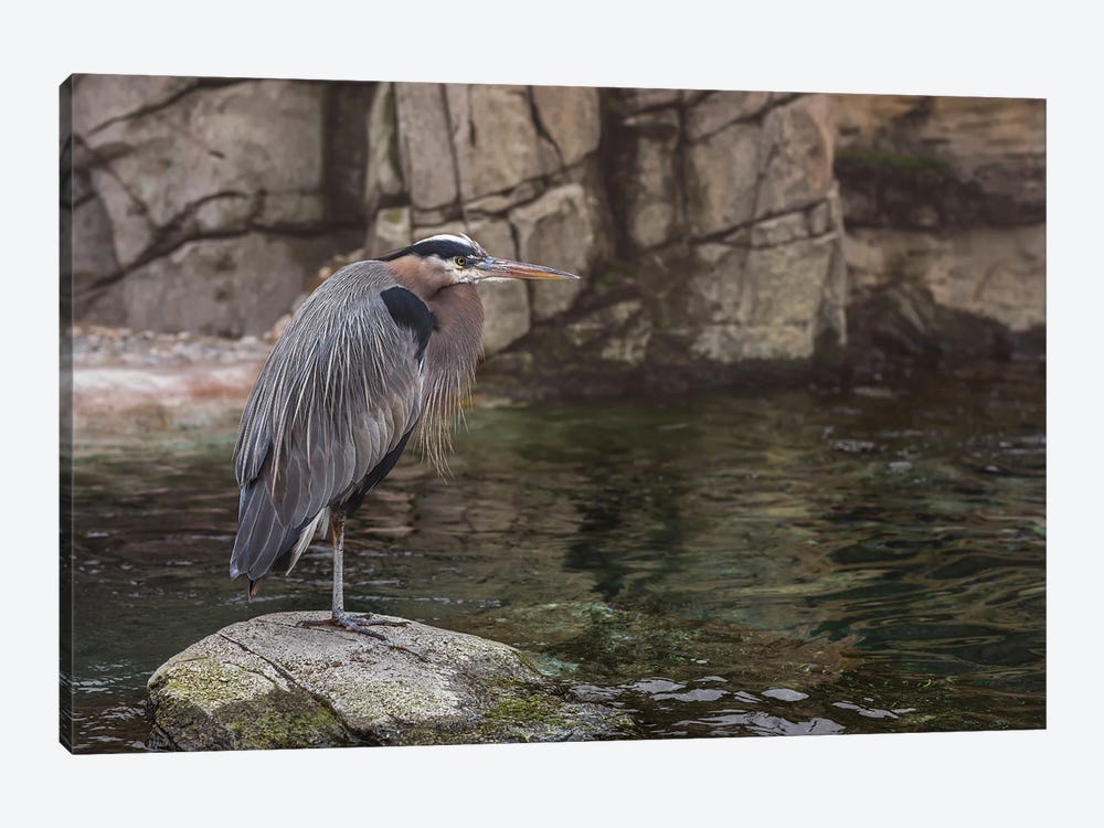 Heron On The Rocks by Louis Ruth 1-piece Canvas Art
