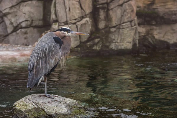 Great Blue Herons: Heron On The Rocks by Louis Ruth