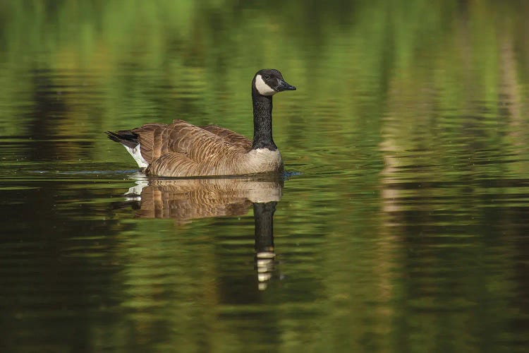 Goose On The Greens by Louis Ruth wall art