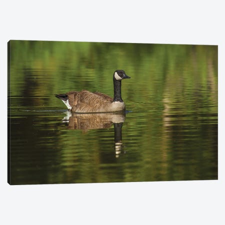 Goose On The Greens Canvas Print #LRH221} by Louis Ruth Canvas Art Print