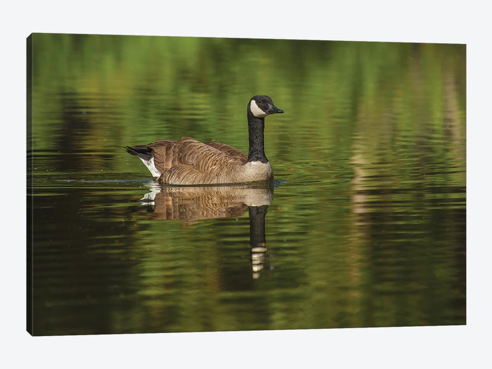 Goose On The Greens by Louis Ruth 1-piece Canvas Art