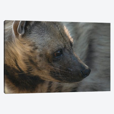 Hyena Head Shot Canvas Print #LRH222} by Louis Ruth Canvas Print