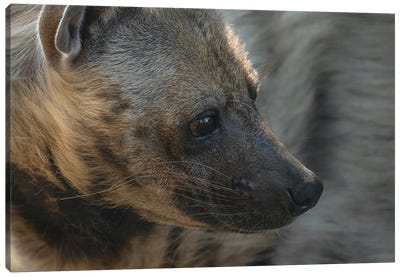 Hyena Head Shot Canvas Art Print