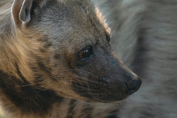 Hyenas: Hyena Head Shot by Louis Ruth