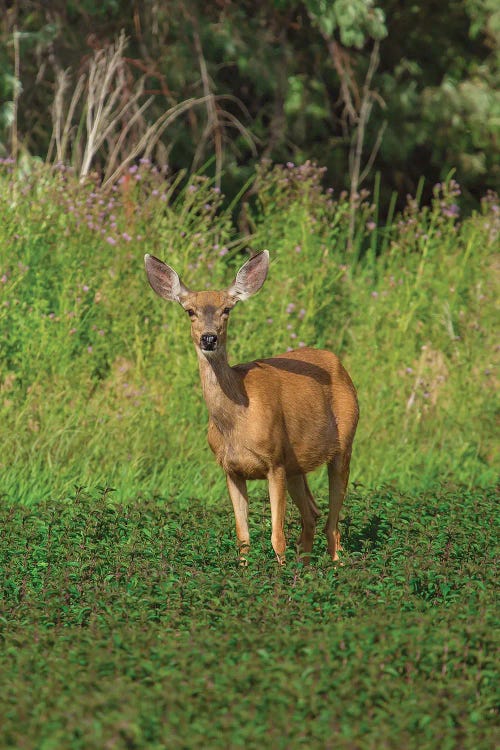 Grazing Doe