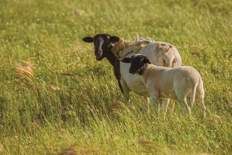 Grazing Ewe And Lamb