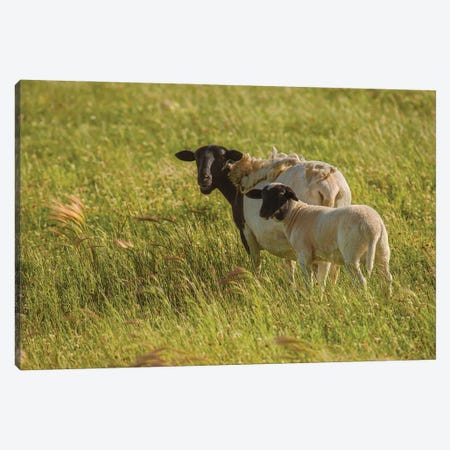 Grazing Ewe And Lamb Canvas Print #LRH226} by Louis Ruth Canvas Art