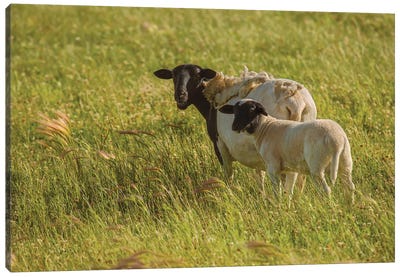 Grazing Ewe And Lamb Canvas Art Print