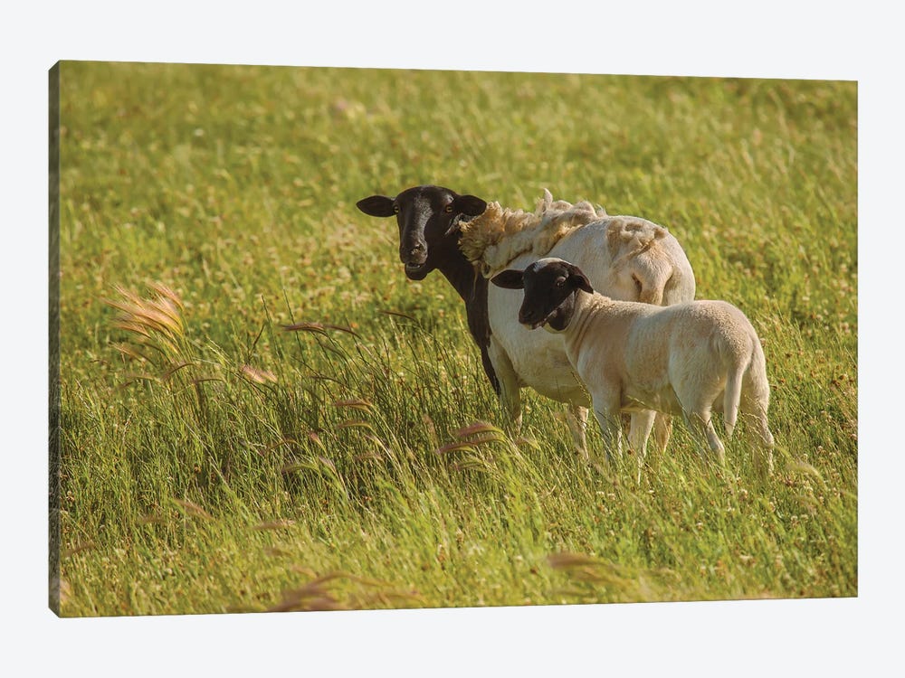 Grazing Ewe And Lamb by Louis Ruth 1-piece Canvas Print