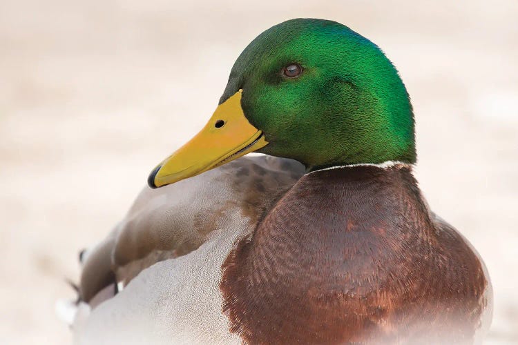 Mallard Portraiture by Louis Ruth wall art
