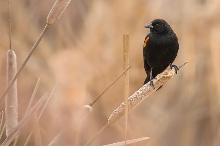 Male Red-Winged Blackbird On A Cattail