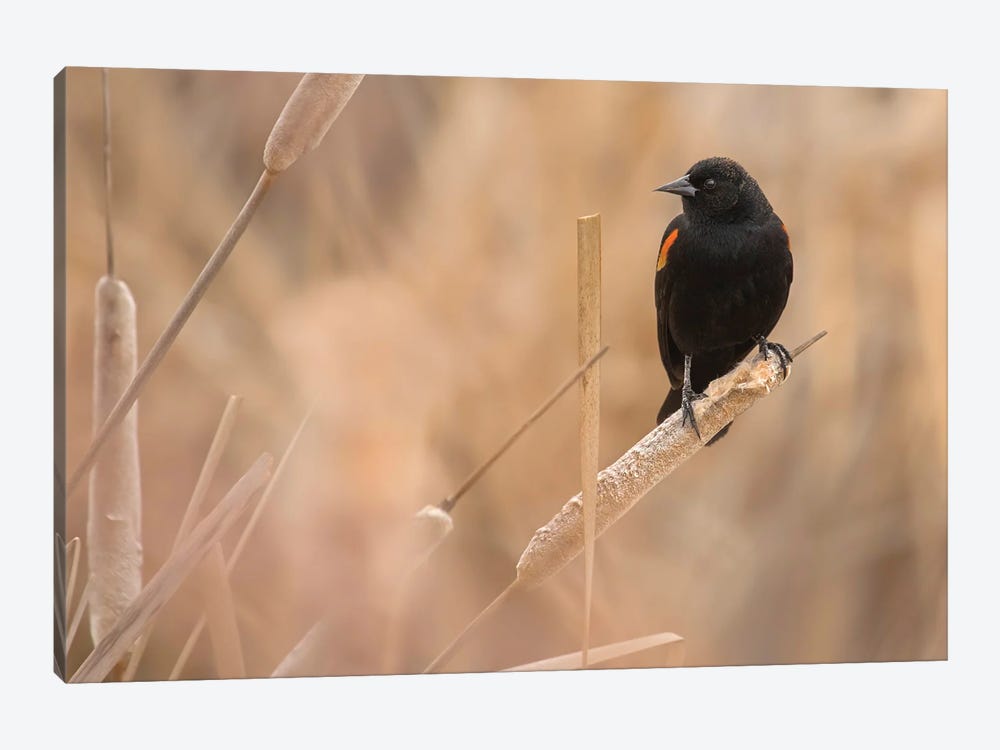Male Red-Winged Blackbird On A Cattail by Louis Ruth 1-piece Canvas Art Print