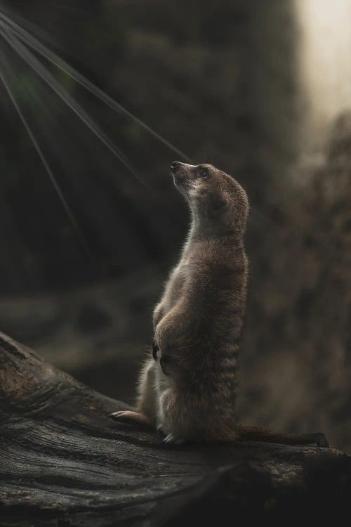 Meerkat Portrait With Light Rays by Louis Ruth wall art