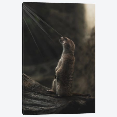 Meerkat Portrait With Light Rays Canvas Print #LRH229} by Louis Ruth Art Print