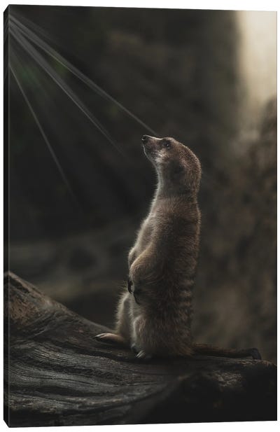 Meerkat Portrait With Light Rays Canvas Art Print