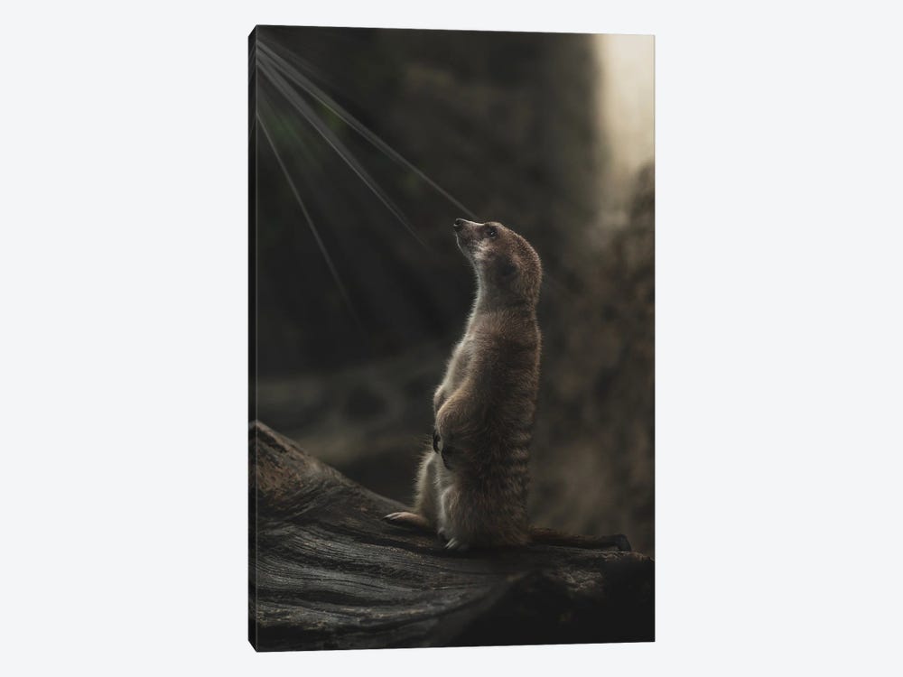 Meerkat Portrait With Light Rays by Louis Ruth 1-piece Canvas Artwork