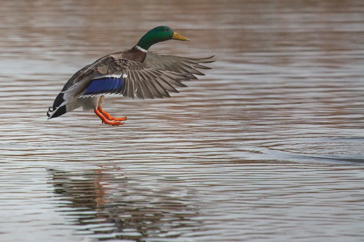 Mallard Landing On Pond