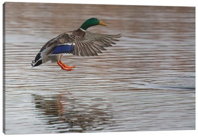 Mallard Landing On Pond Canvas Art Print - Duck Art