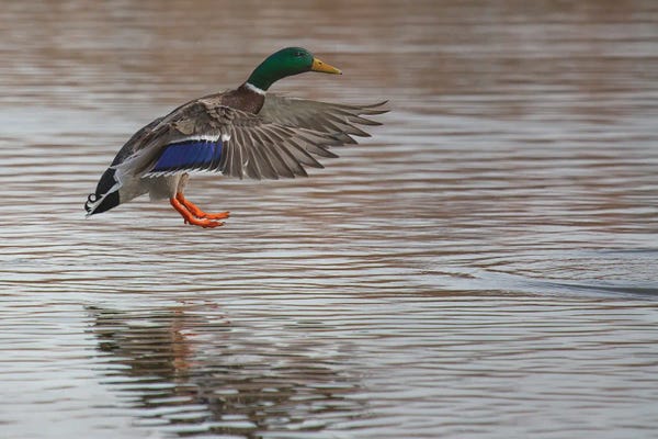 Louis Ruth: Mallard Landing On Pond by Louis Ruth