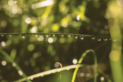 Dew Morning Light by Louis Ruth canvas print