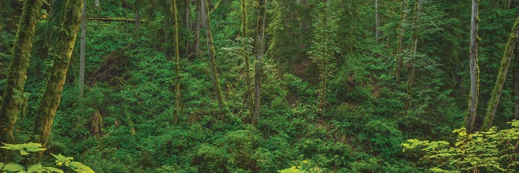 Fern Canyon Light