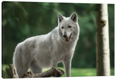 White Wolf Looking Canvas Art Print - Louis Ruth