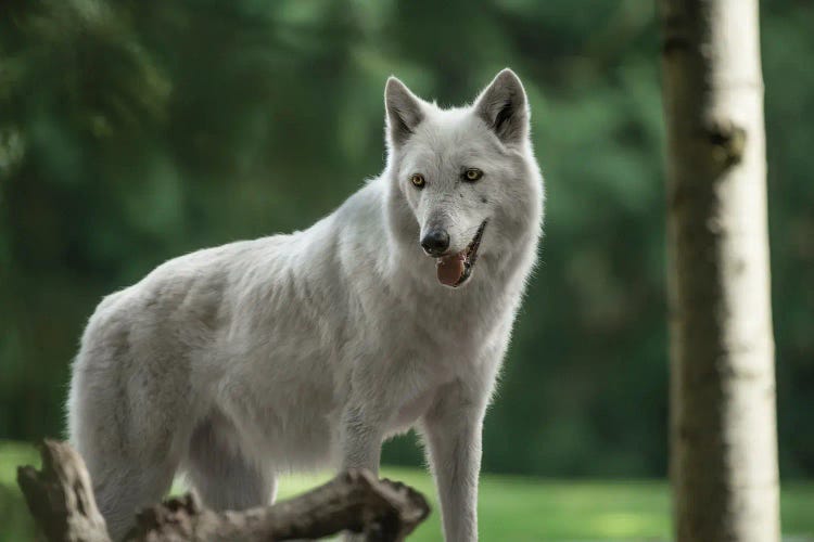 White Wolf Looking by Louis Ruth wall art