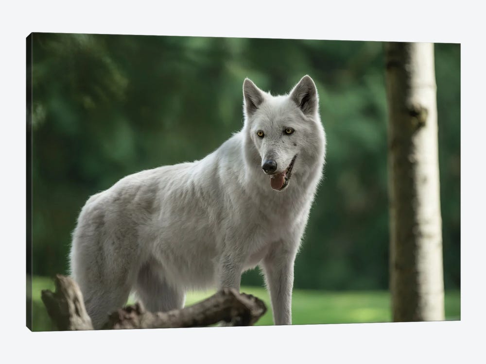 White Wolf Looking by Louis Ruth 1-piece Canvas Print
