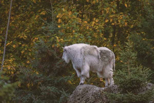 Goats: Mountain Goat High by Louis Ruth