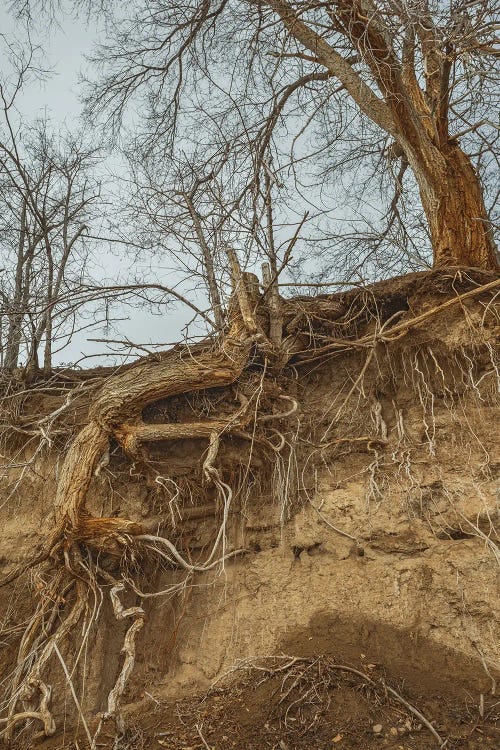 Deep Rooted by Louis Ruth wall art
