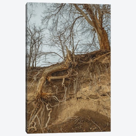 Deep Rooted Canvas Print #LRH249} by Louis Ruth Canvas Print