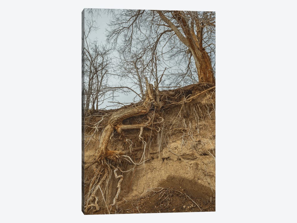 Deep Rooted by Louis Ruth 1-piece Canvas Art