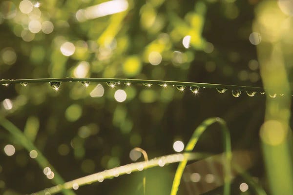 Louis Ruth: Dew Morning Light by Louis Ruth