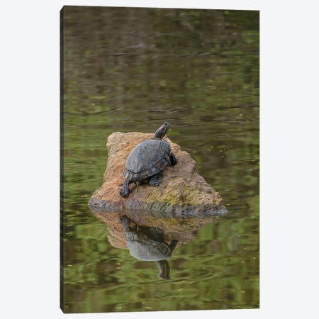 Turtle On Rock Canvas Print #LRH250} by Louis Ruth Canvas Artwork