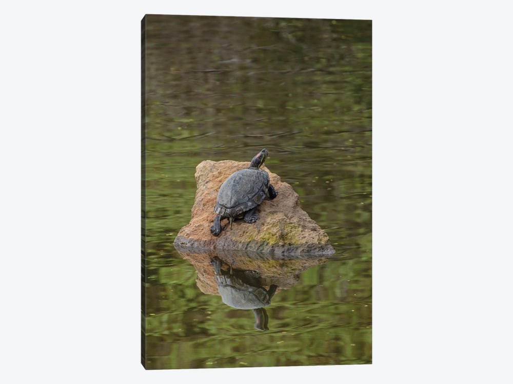 Turtle On Rock by Louis Ruth 1-piece Canvas Art