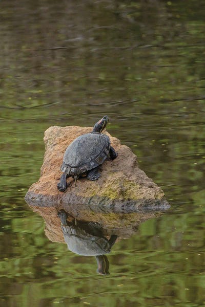 Louis Ruth: Turtle On Rock by Louis Ruth