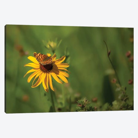 Beauty Comes In All Sizes Canvas Print #LRH251} by Louis Ruth Canvas Wall Art