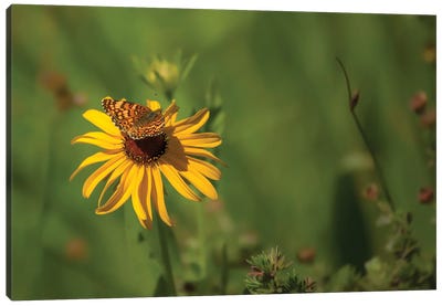 Beauty Comes In All Sizes Canvas Art Print - Daisy Art
