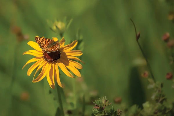 Louis Ruth: Beauty Comes In All Sizes by Louis Ruth