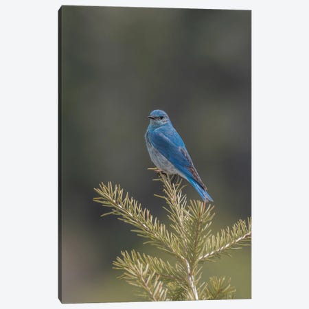 Mountain Bluebird On A Pine Tree Canvas Print #LRH253} by Louis Ruth Canvas Wall Art