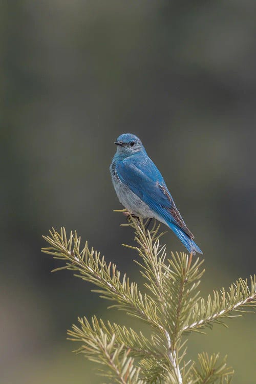 Mountain Bluebird On A Pine Tree