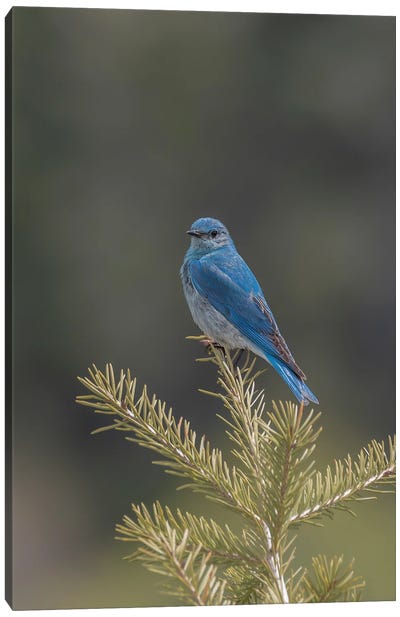 Mountain Bluebird On A Pine Tree Canvas Art Print