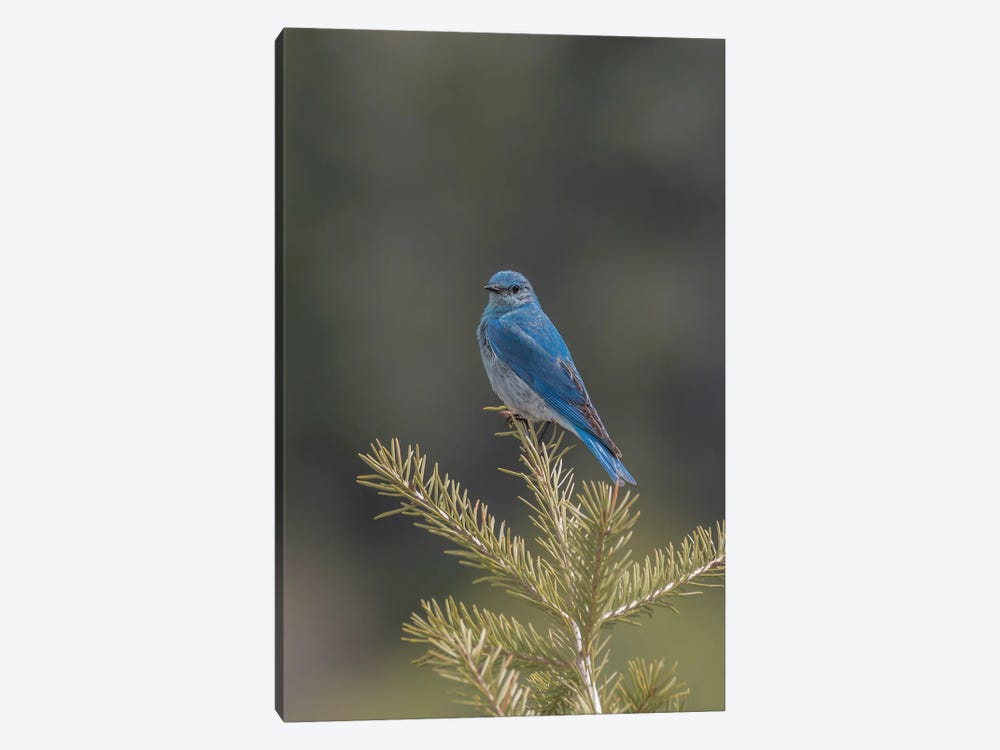 Mountain Bluebird On A Pine Tree by Louis Ruth 1-piece Canvas Print