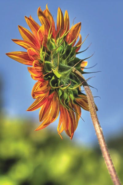 Sunflower Light by Louis Ruth canvas print