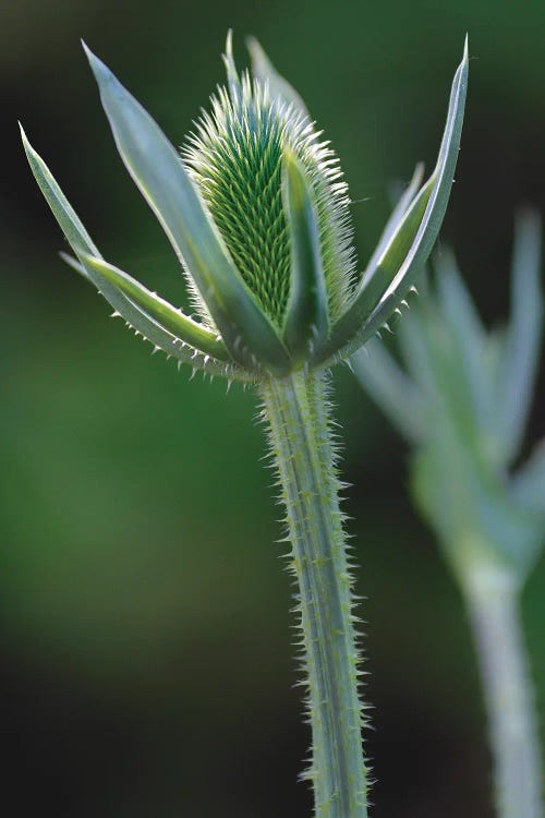 Thistle