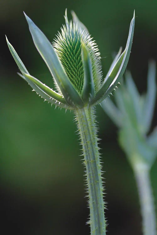 Thistle by Louis Ruth wall art