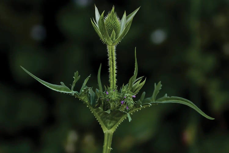 Thorny Way Thistle Plant by Louis Ruth wall art