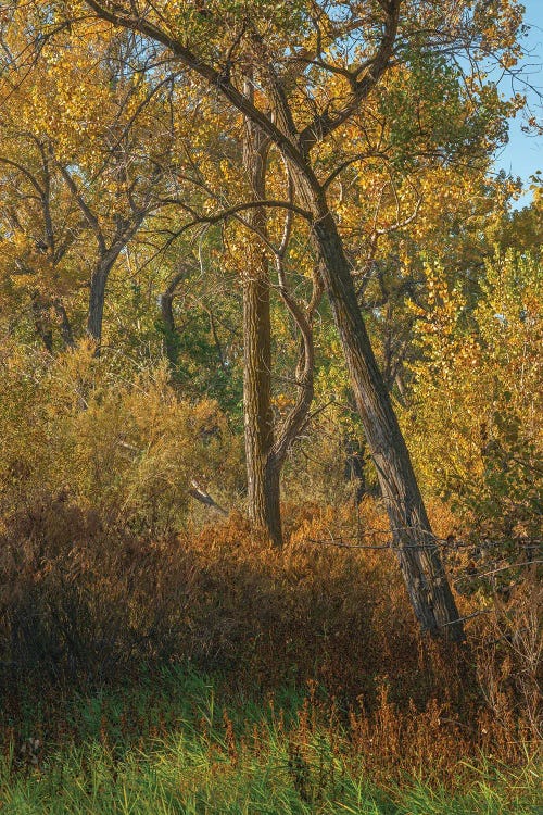 Feel The Colors Of Fall by Louis Ruth wall art